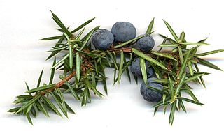 juniper berries